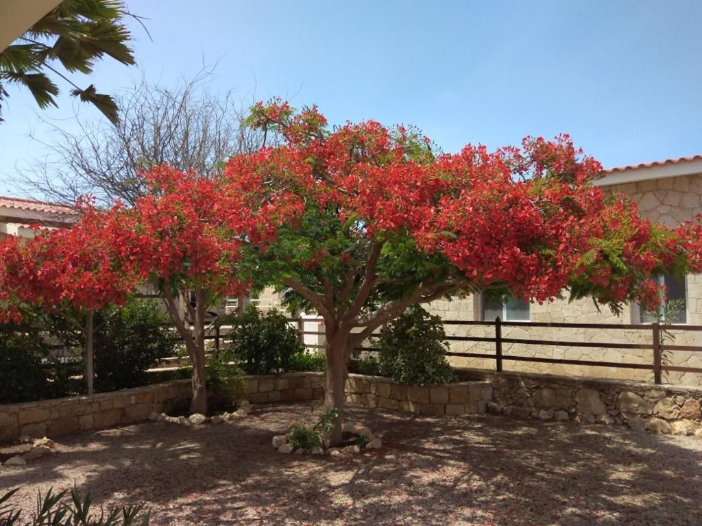 Casita Solemar Direkt Am Atlantik Villa Calheta Bagian luar foto